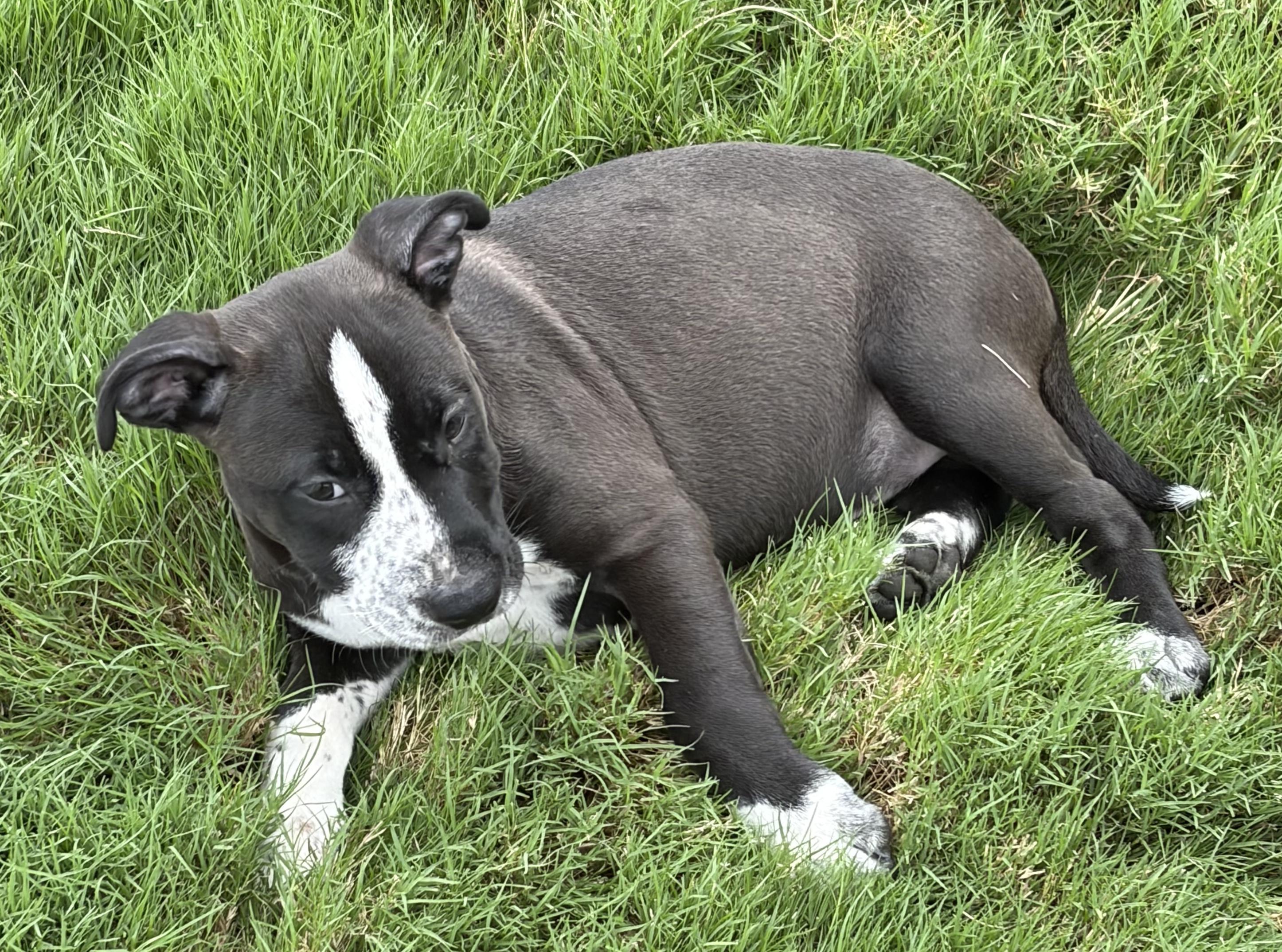 Enlarge Aphrodite, a Adoptable mixed breed in Smithfield, NC image 5/6