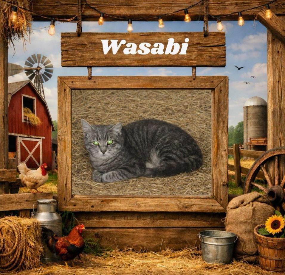 Wasabi , adopted, Young Male Domestic Short Hair.