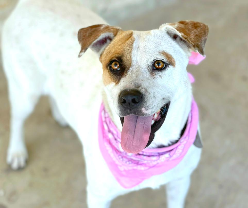 Jewel and her whittle teef - excellent temperament! Loves everyone!