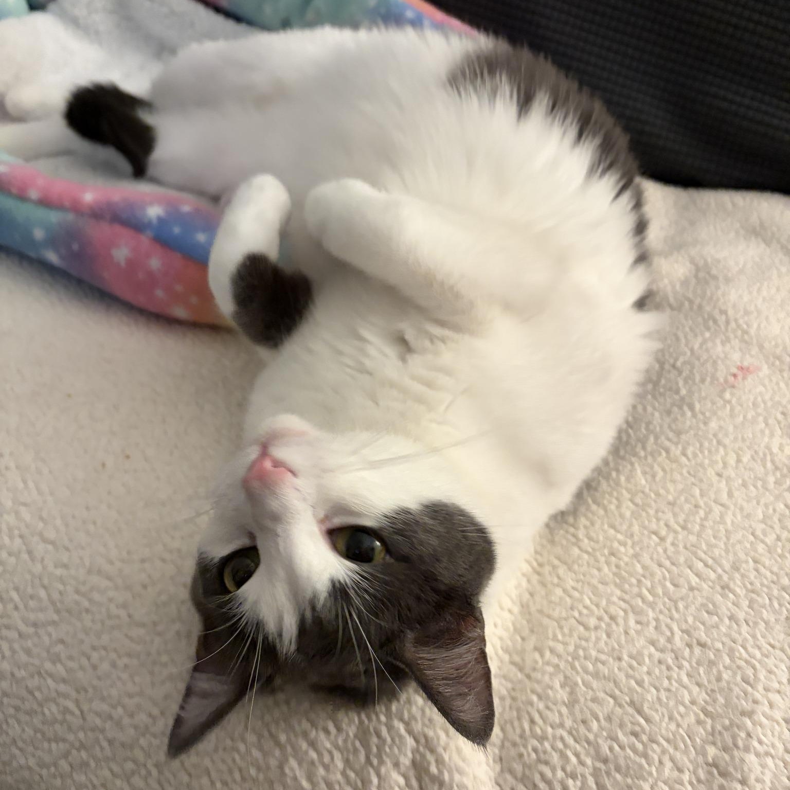 Enlarge Allie (Bonded with Ashley), an adoptable Domestic Short Hair in Queen Creek, AZ image 2/6