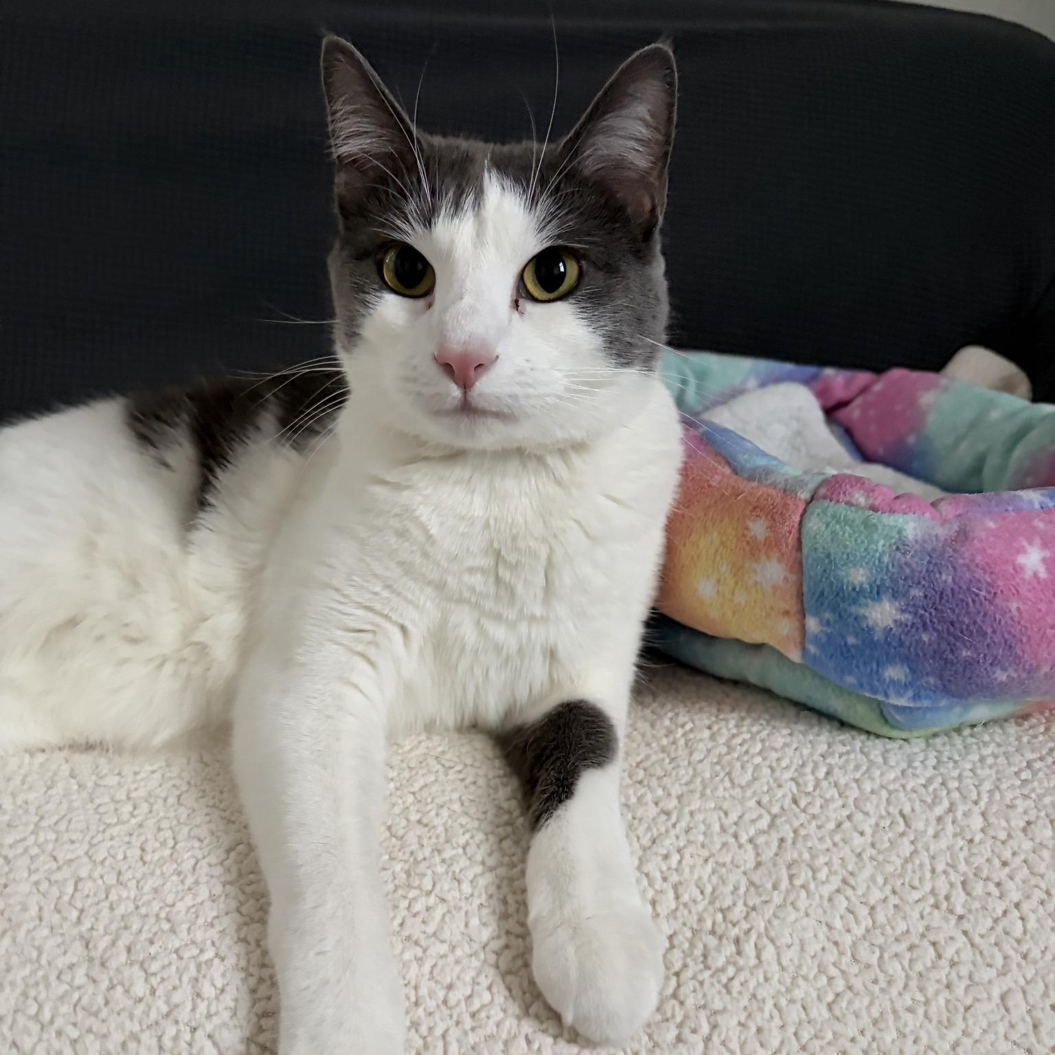 Enlarge Allie (Bonded with Ashley), an adoptable Domestic Short Hair in Queen Creek, AZ image 1/6