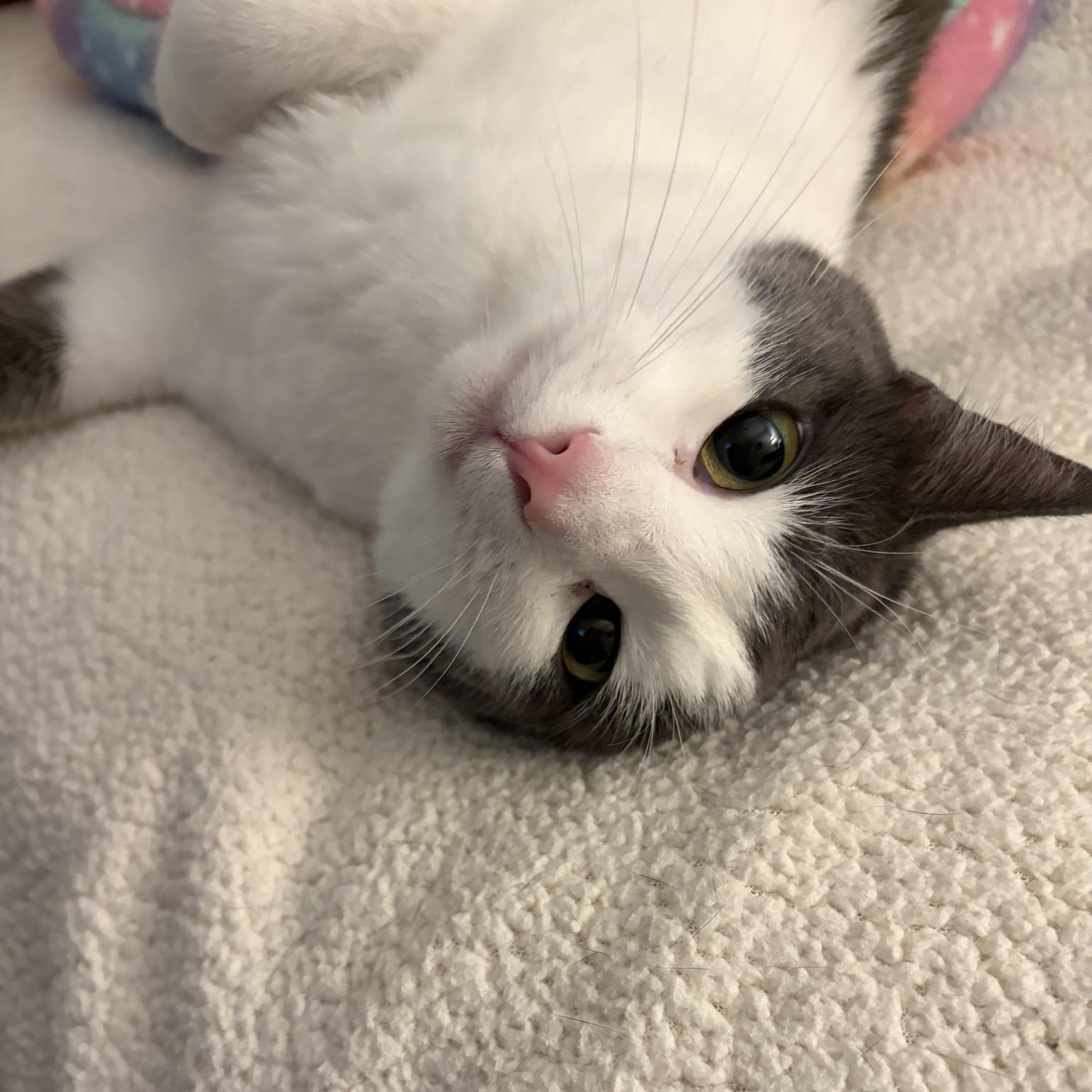 Enlarge Allie (Bonded with Ashley), an adoptable Domestic Short Hair in Queen Creek, AZ image 6/6