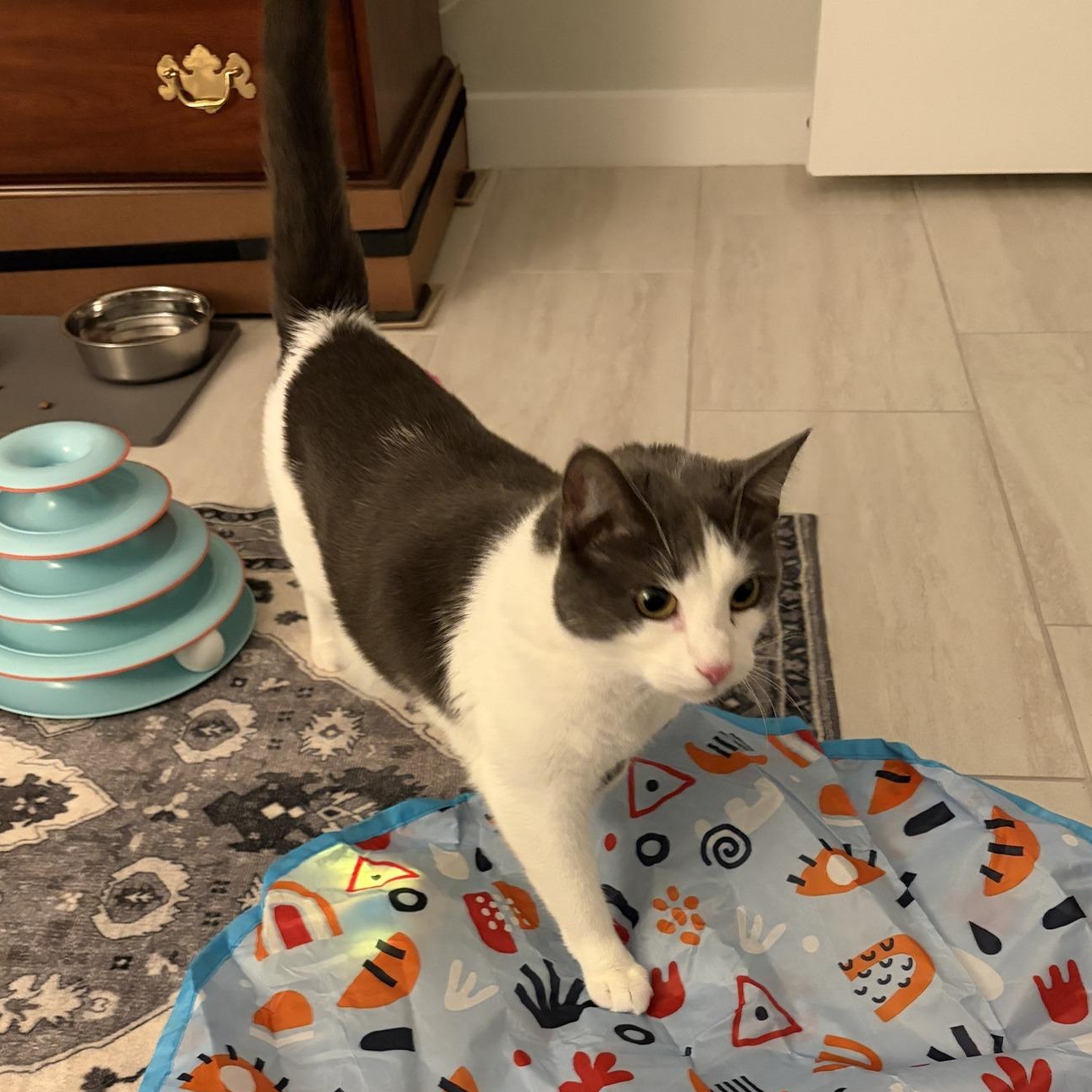 Enlarge Allie (Bonded with Ashley), an adoptable Domestic Short Hair in Queen Creek, AZ image 5/6