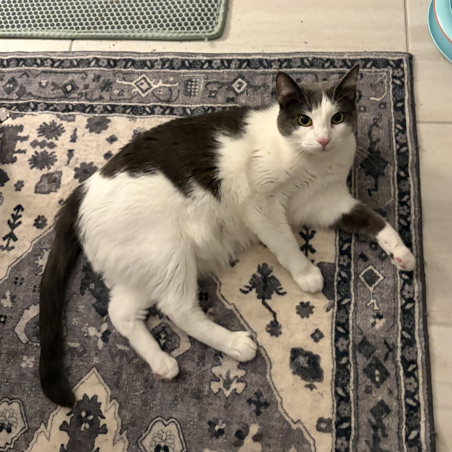 Enlarge Allie (Bonded with Ashley), an adoptable Domestic Short Hair in Queen Creek, AZ image 4/6