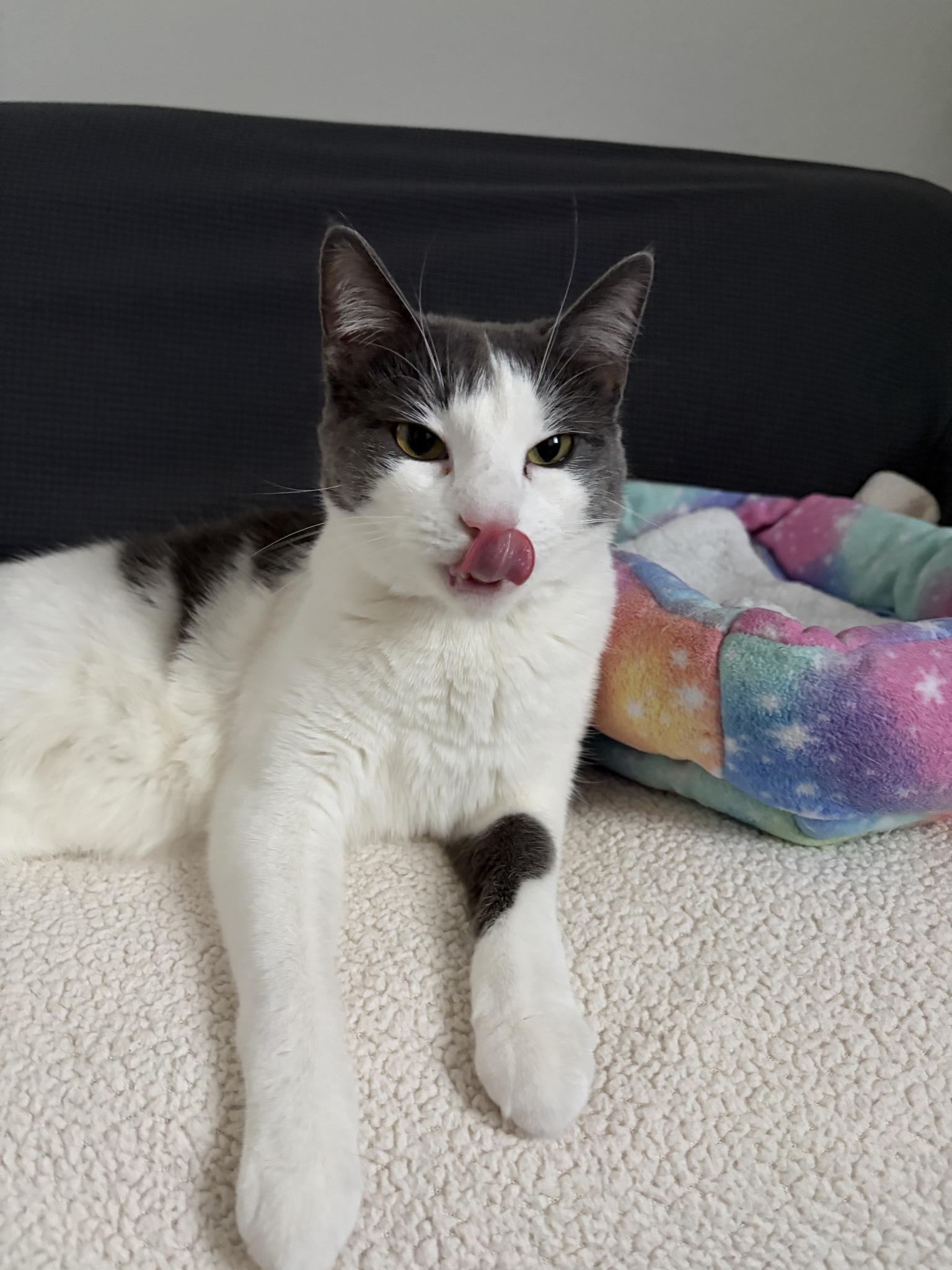 Enlarge Allie (Bonded with Ashley), an adoptable Domestic Short Hair in Queen Creek, AZ image 3/6