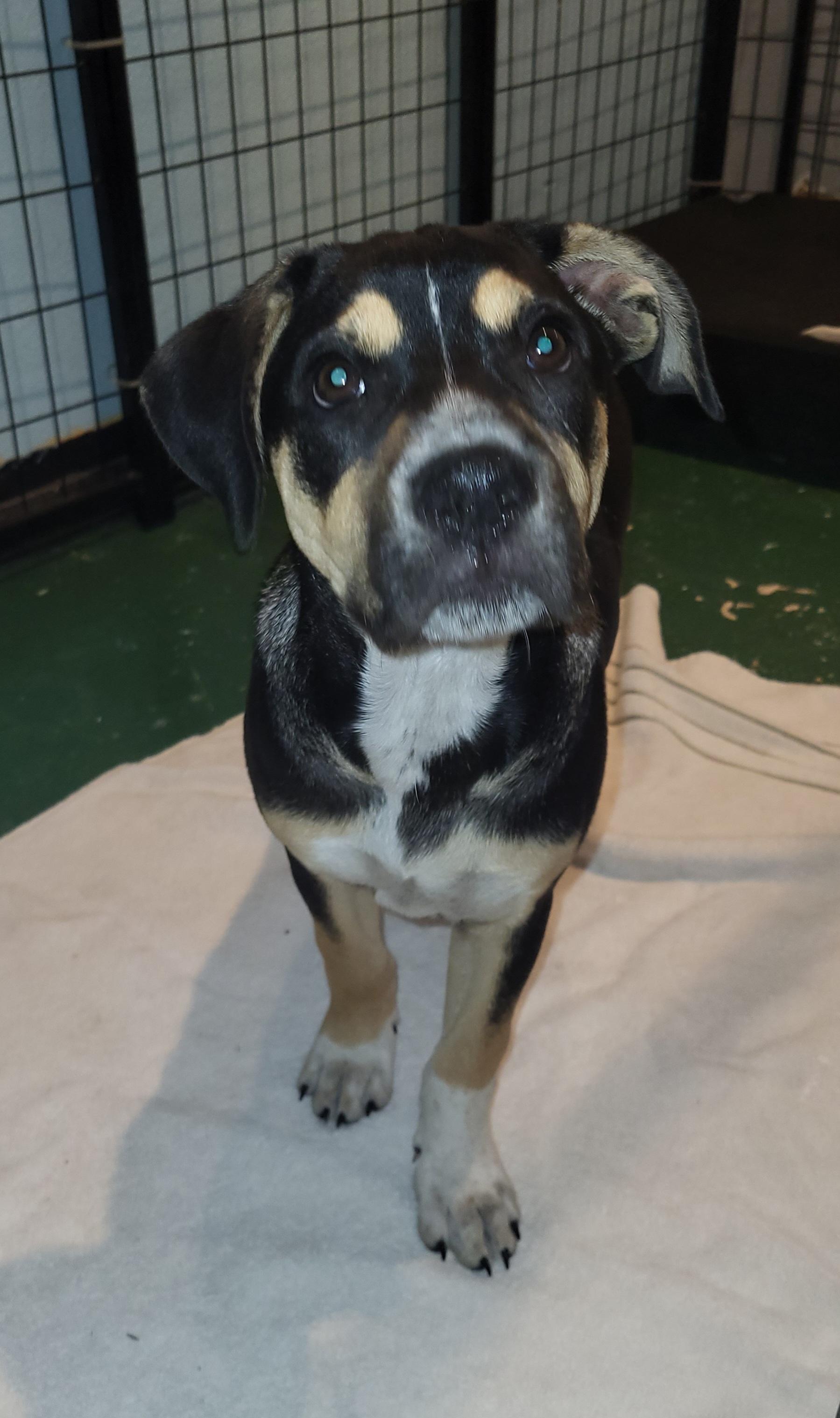 Enlarge Brando, a ADOPTABLE mixed breed in Sarasota, FL image 4/5