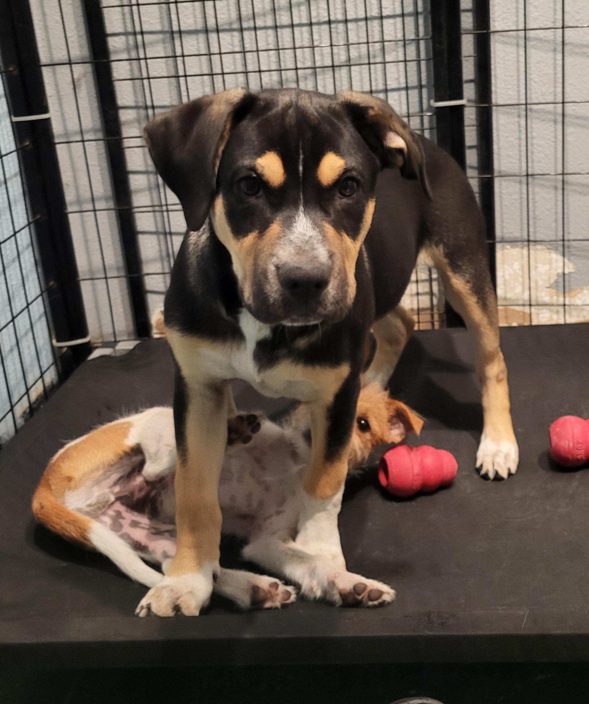 Enlarge Brando, a ADOPTABLE mixed breed in Sarasota, FL image 2/5