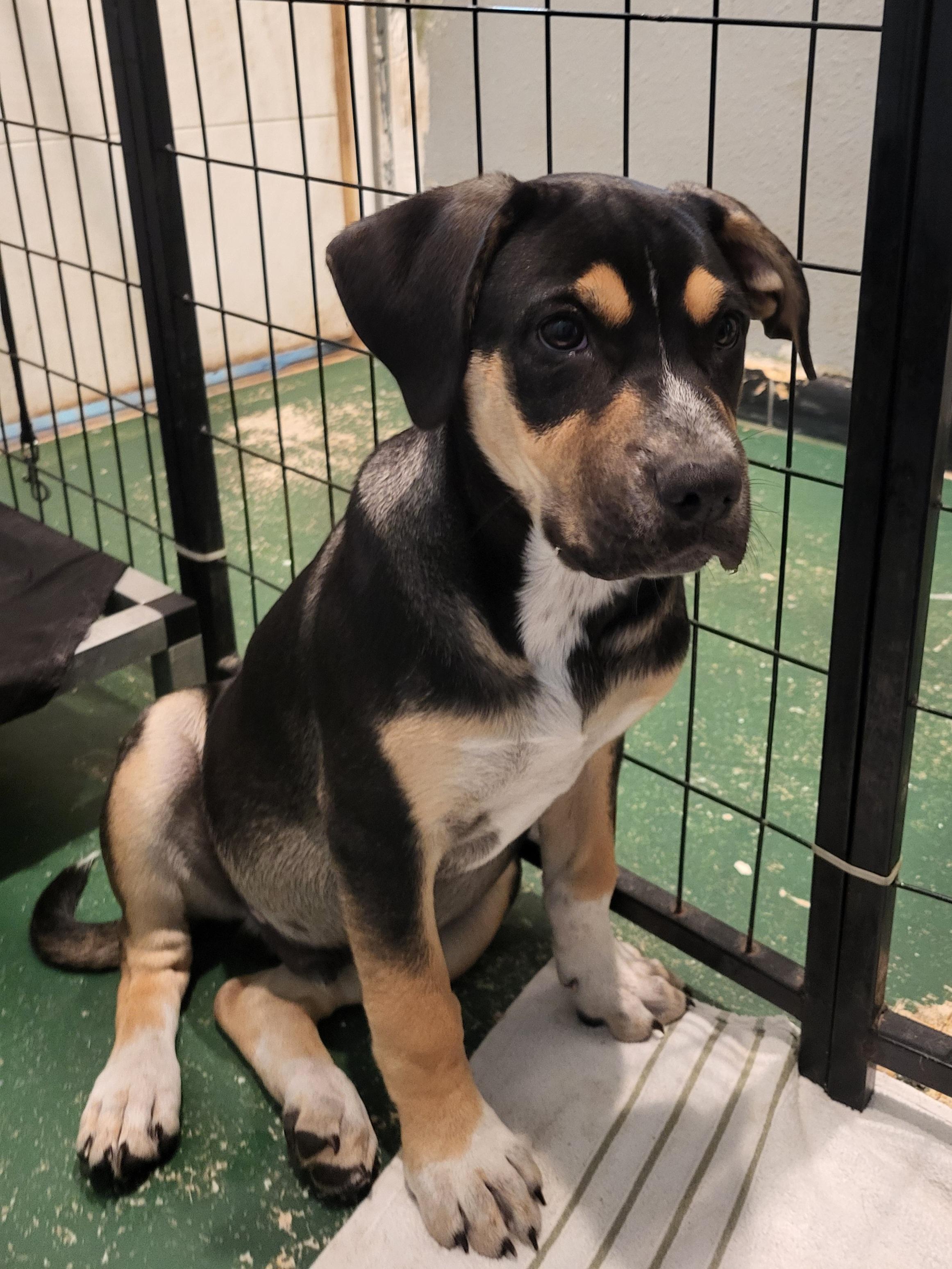 Enlarge Brando, a ADOPTABLE mixed breed in Sarasota, FL image 3/5