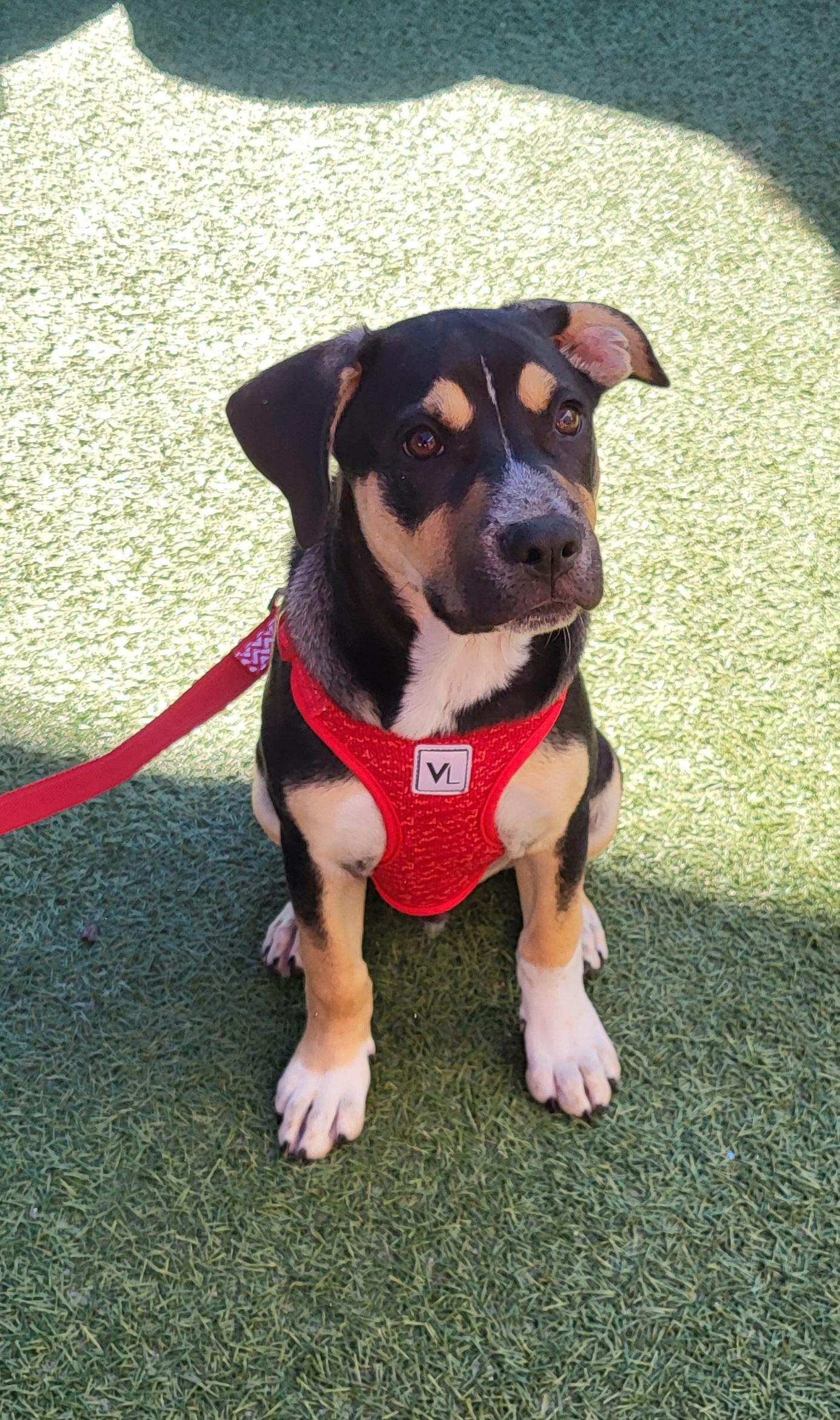 Brando, ADOPTABLE, Puppy Male Terrier.