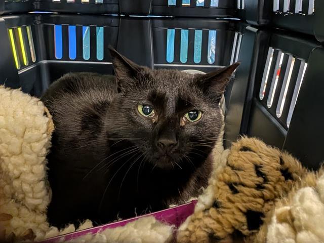 BARN CAT SUGAR, Adoptable, Young Female Domestic Short Hair.