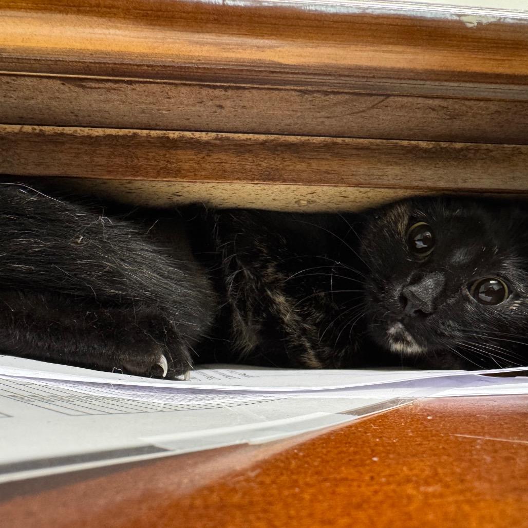 Enlarge Pear, a Adoptable Domestic Short Hair in Waldorf, MD image 1/2