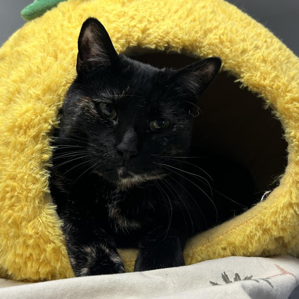 Enlarge Pear, a Adoptable Domestic Short Hair in Waldorf, MD image 3/4