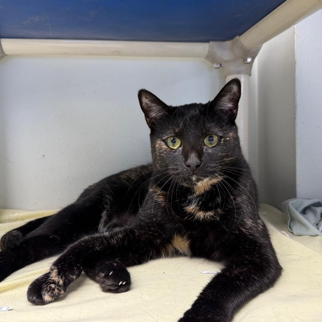 Enlarge Pear, a Adoptable Domestic Short Hair in Waldorf, MD image 4/4