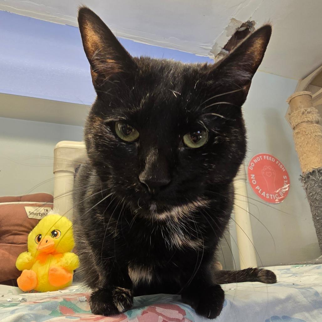 Enlarge Pear, a Adoptable Domestic Short Hair in Waldorf, MD image 6/6