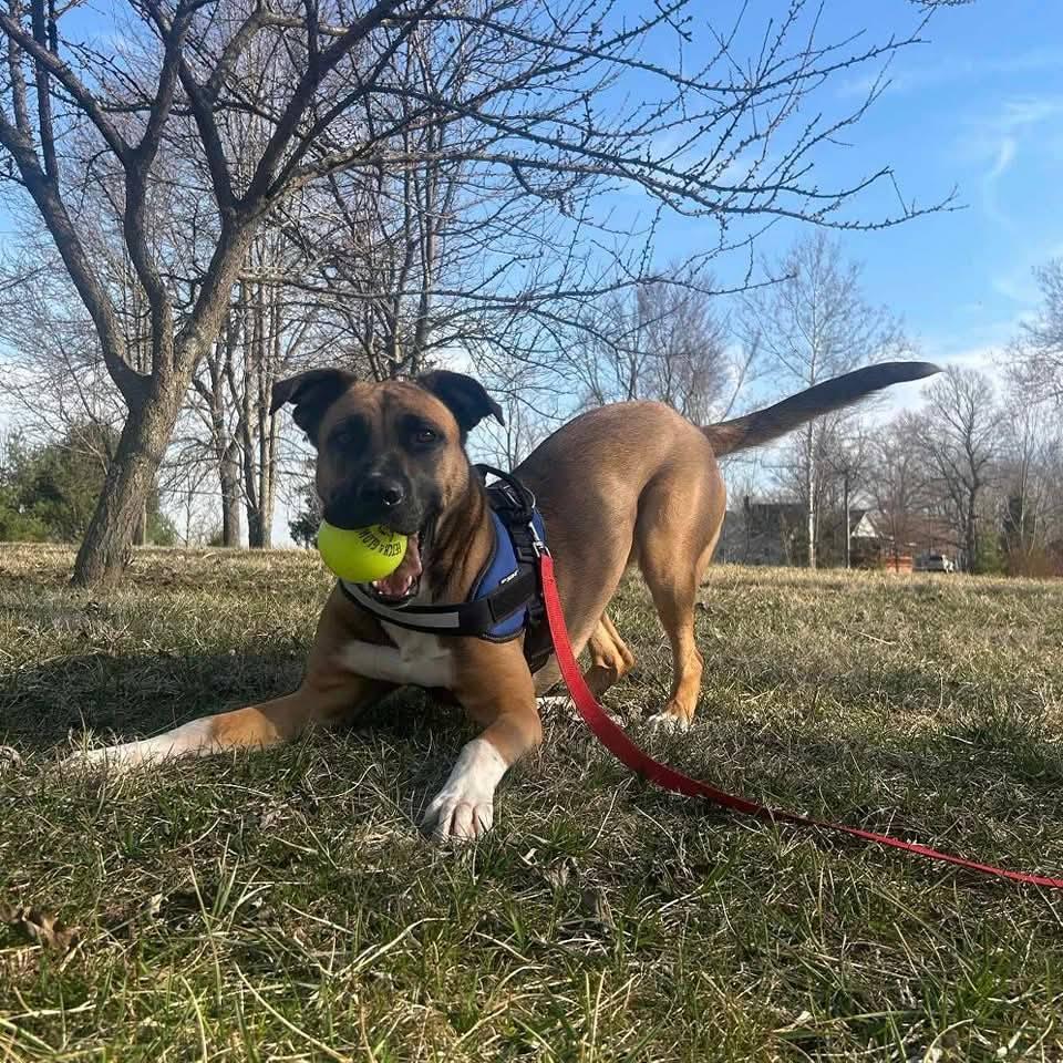 Aggie, a Adoptable mixed breed in greenwood, IN image 2/4