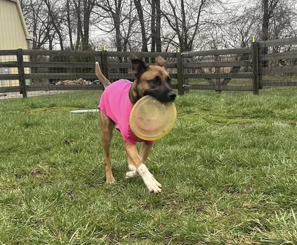 Aggie, a Adoptable mixed breed in greenwood, IN image 3/4
