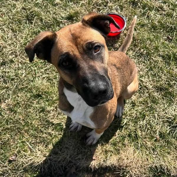 Aggie, a Adoptable mixed breed in greenwood, IN image 4/4