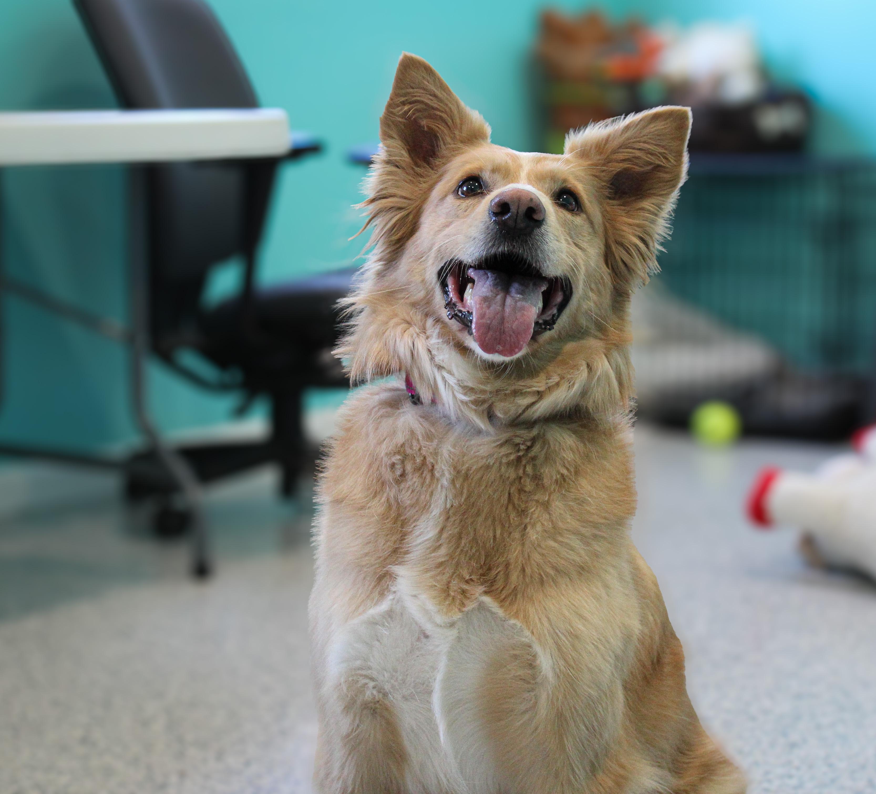 Enlarge Mimosa, an adopted mixed breed in Hutchinson, MN image 1/6