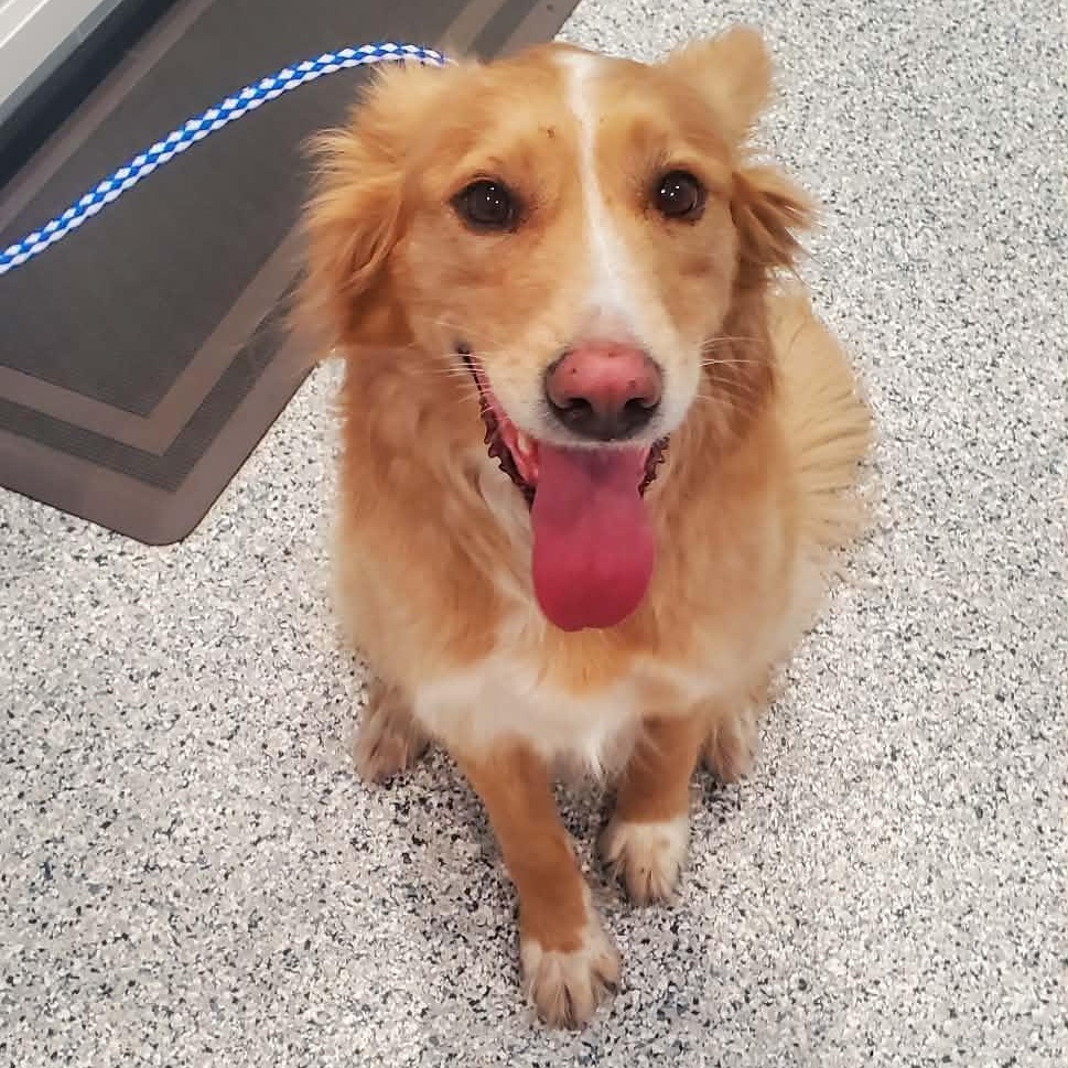 Enlarge Mimosa, an adopted mixed breed in Hutchinson, MN image 2/6