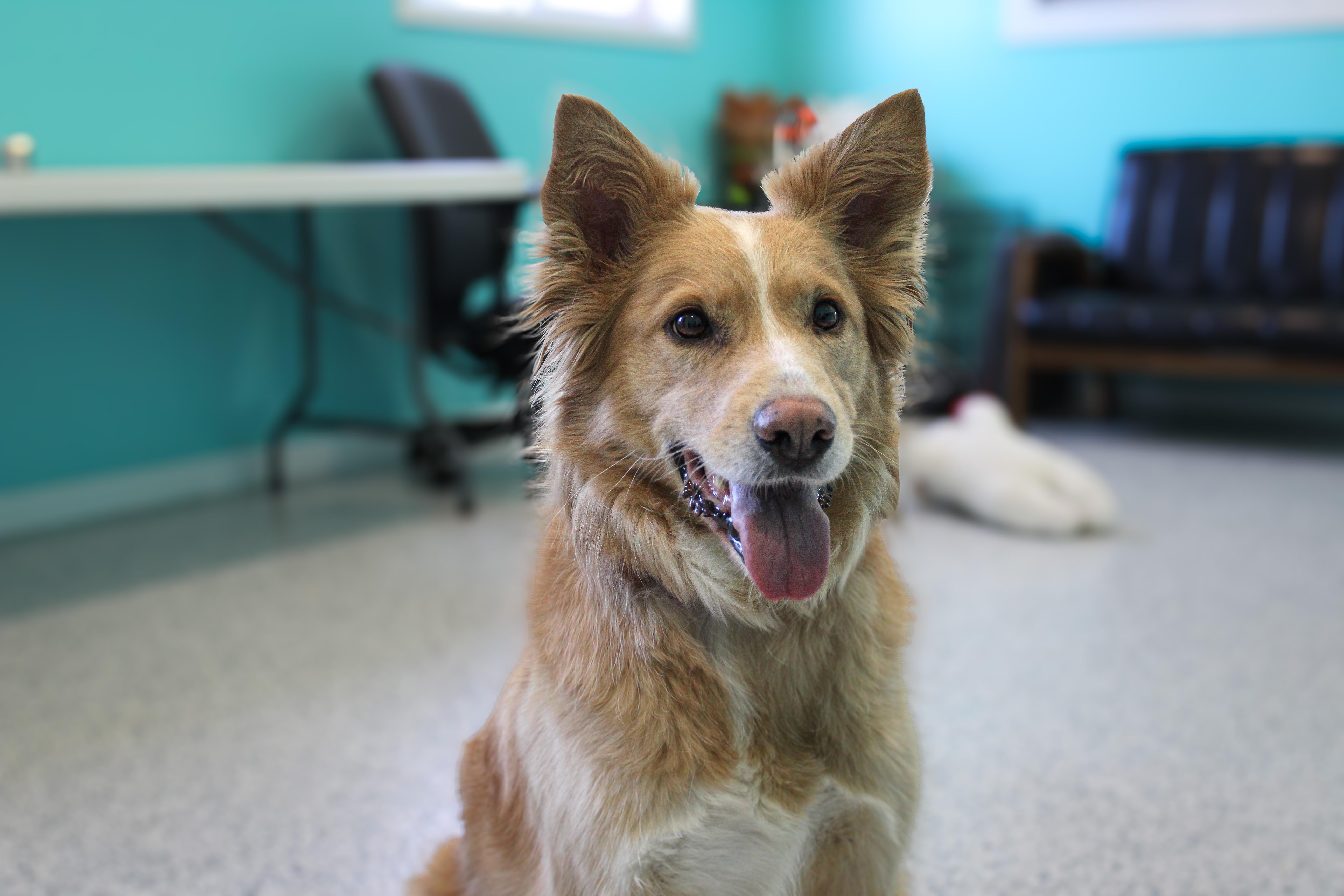 Enlarge Mimosa, an adopted mixed breed in Hutchinson, MN image 4/6