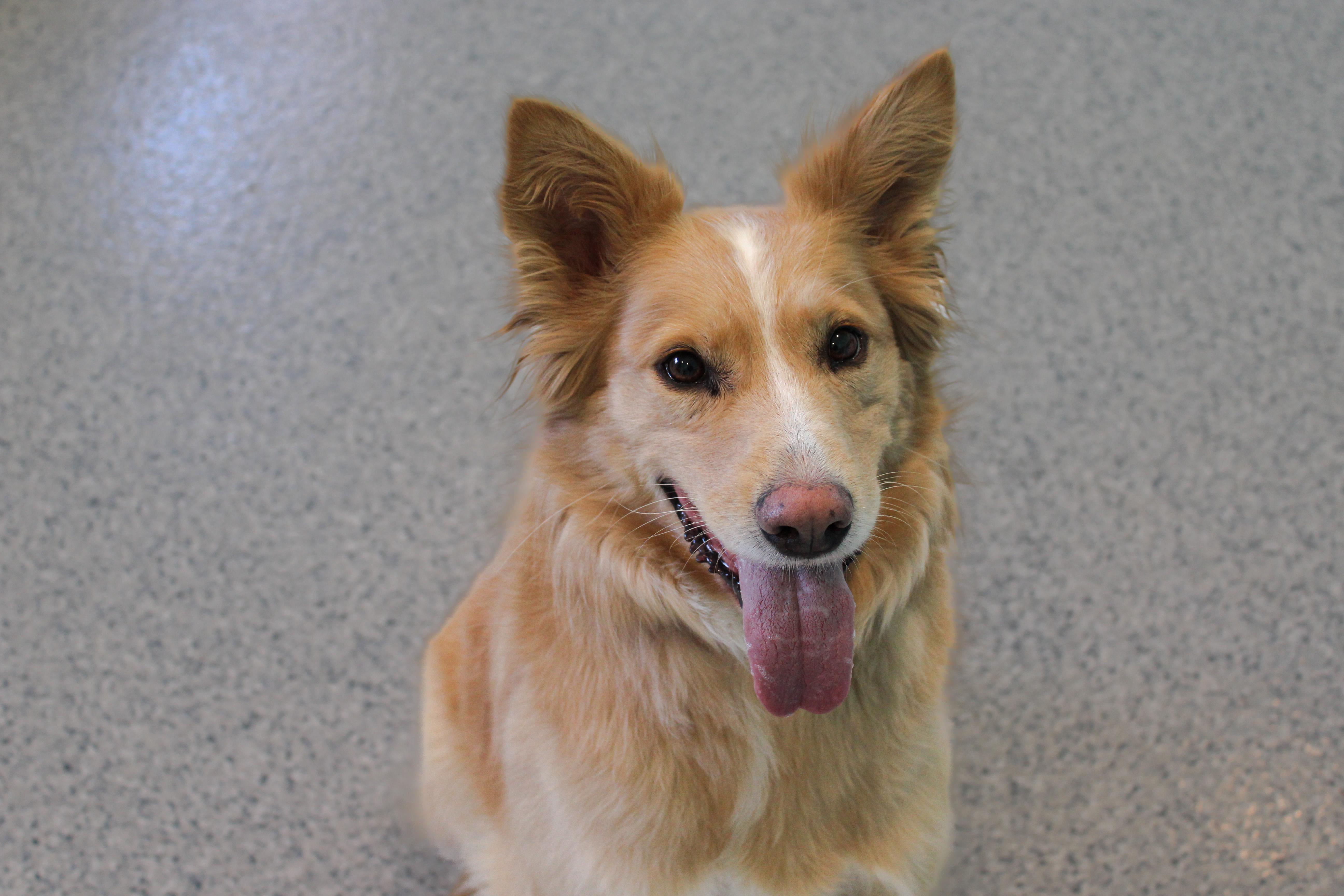 Enlarge Mimosa, an adopted mixed breed in Hutchinson, MN image 6/6