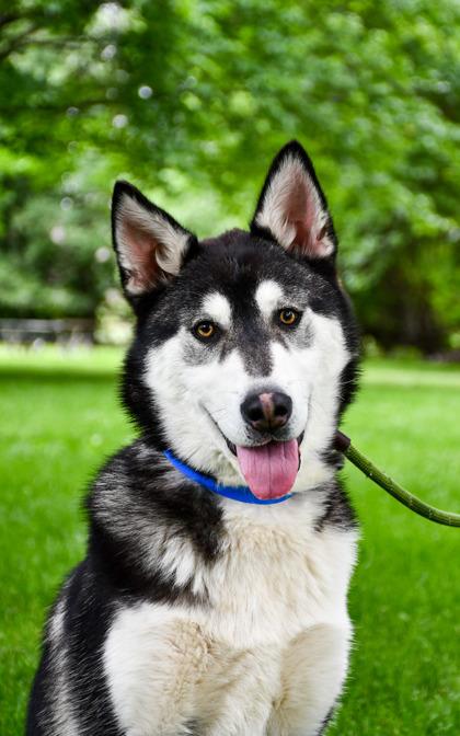 Nanook, a Adoptable mixed breed in Yakima, WA image 1/3