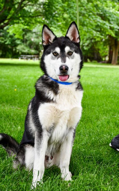 Nanook, a Adoptable mixed breed in Yakima, WA image 2/3