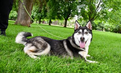 Nanook, a Adoptable mixed breed in Yakima, WA image 3/3