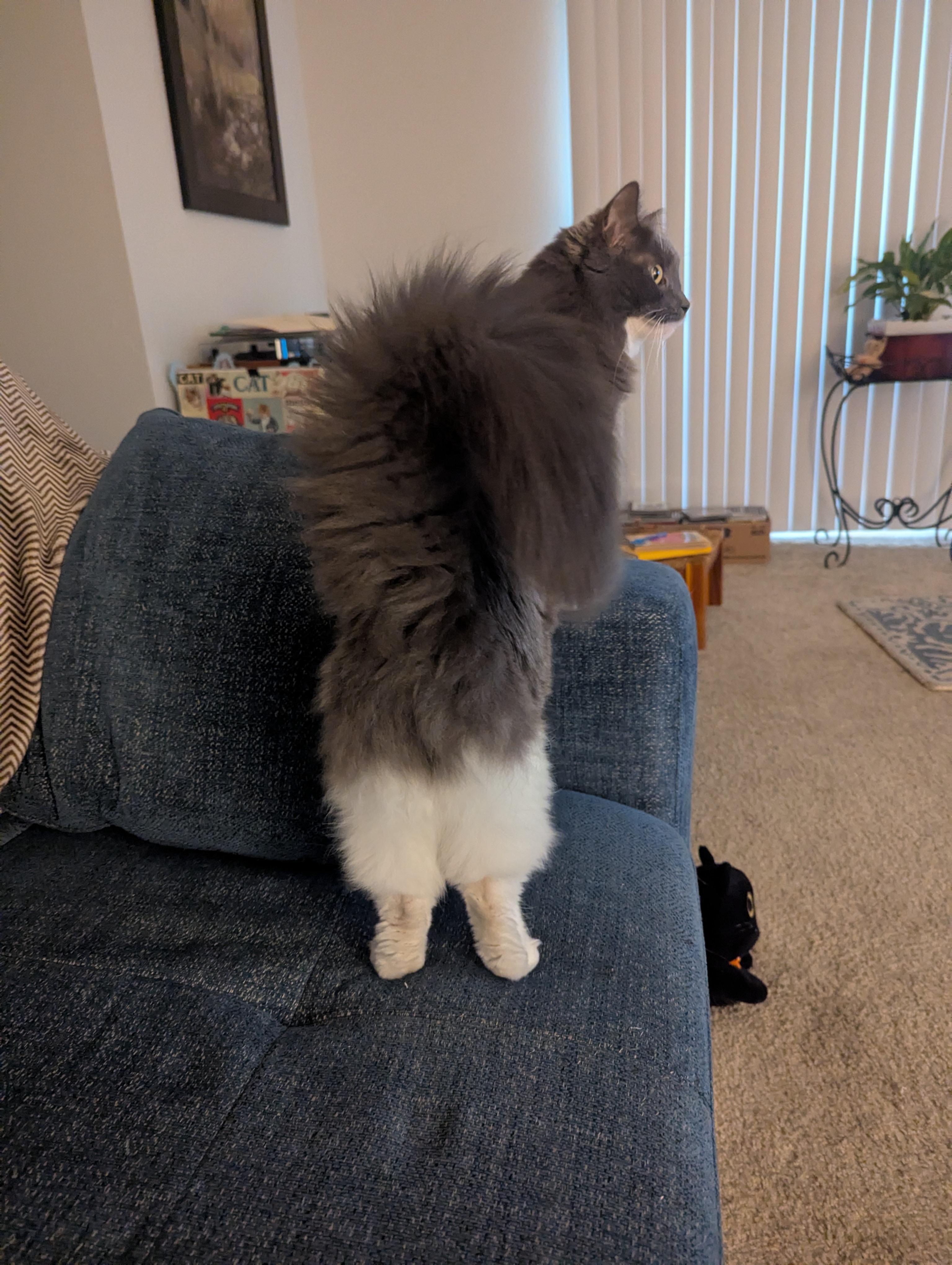 Sweetie - This diamond had it rough!, a Adoptable Domestic Medium Hair in Fountain Valley, CA image 3/6