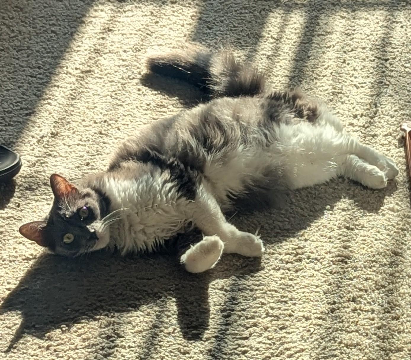 Sweetie - This diamond had it rough!, Adoptable, Adult Female Domestic Medium Hair.