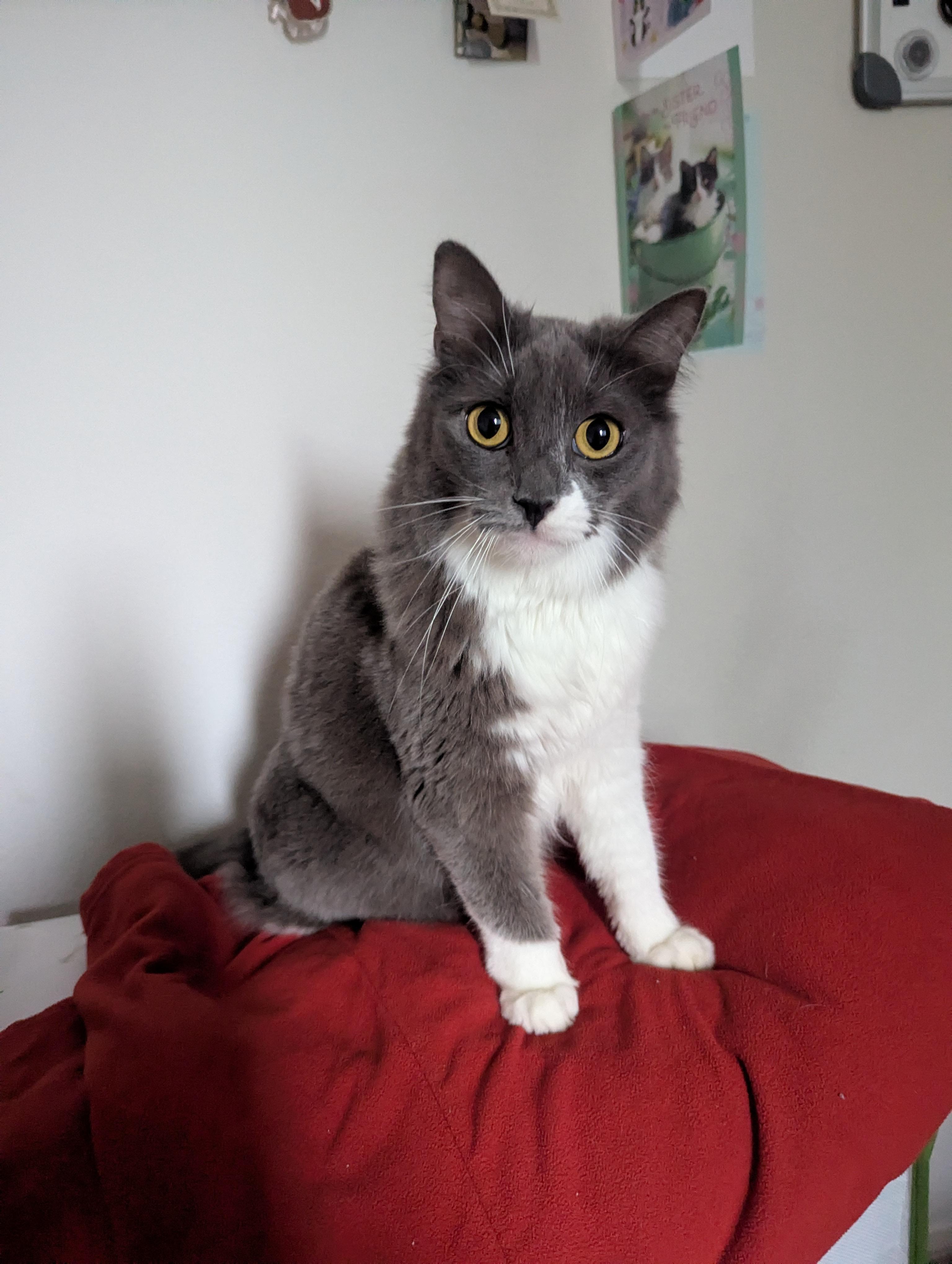 Sweetie - This diamond had it rough!, a Adoptable Domestic Medium Hair in Fountain Valley, CA image 2/6