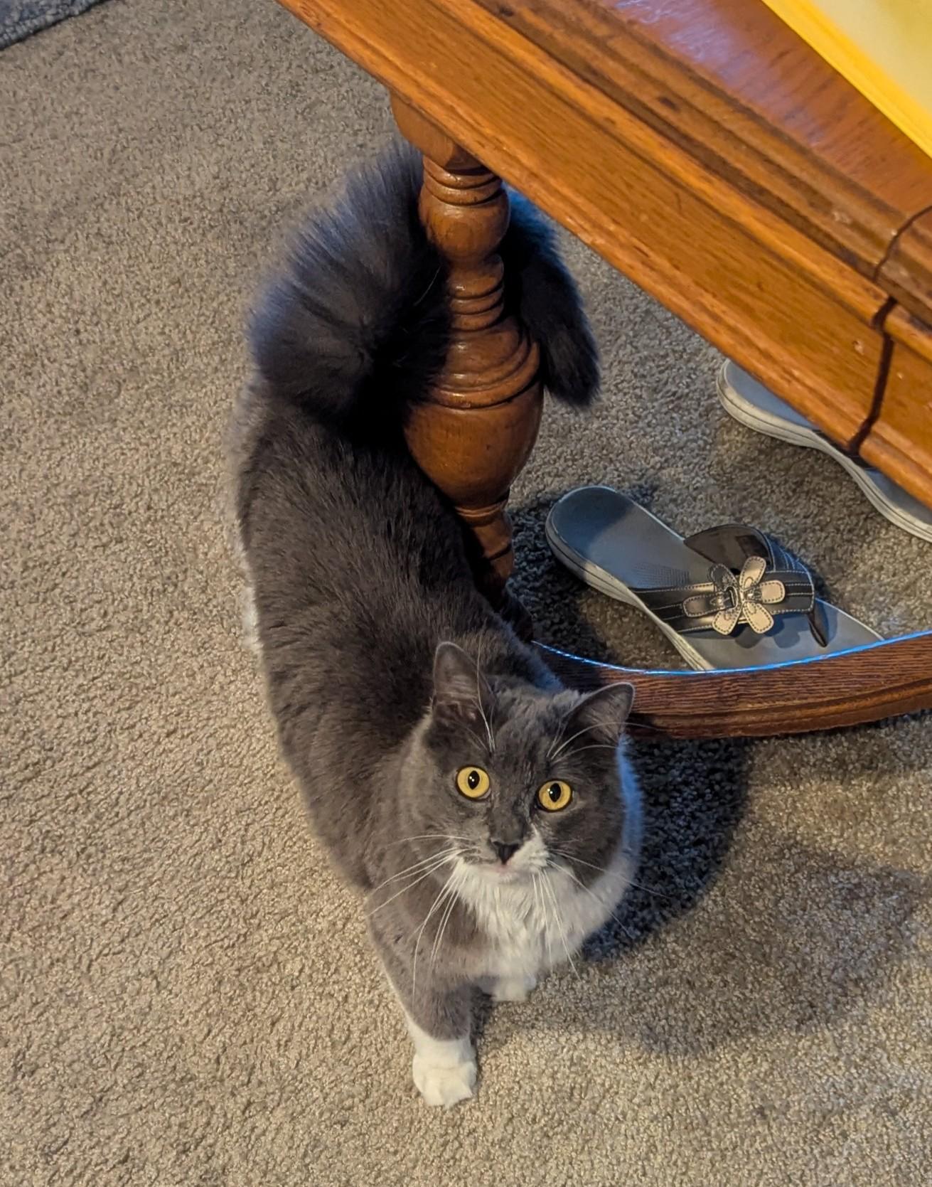 Sweetie - This diamond had it rough!, a Adoptable Domestic Medium Hair in Fountain Valley, CA image 4/6