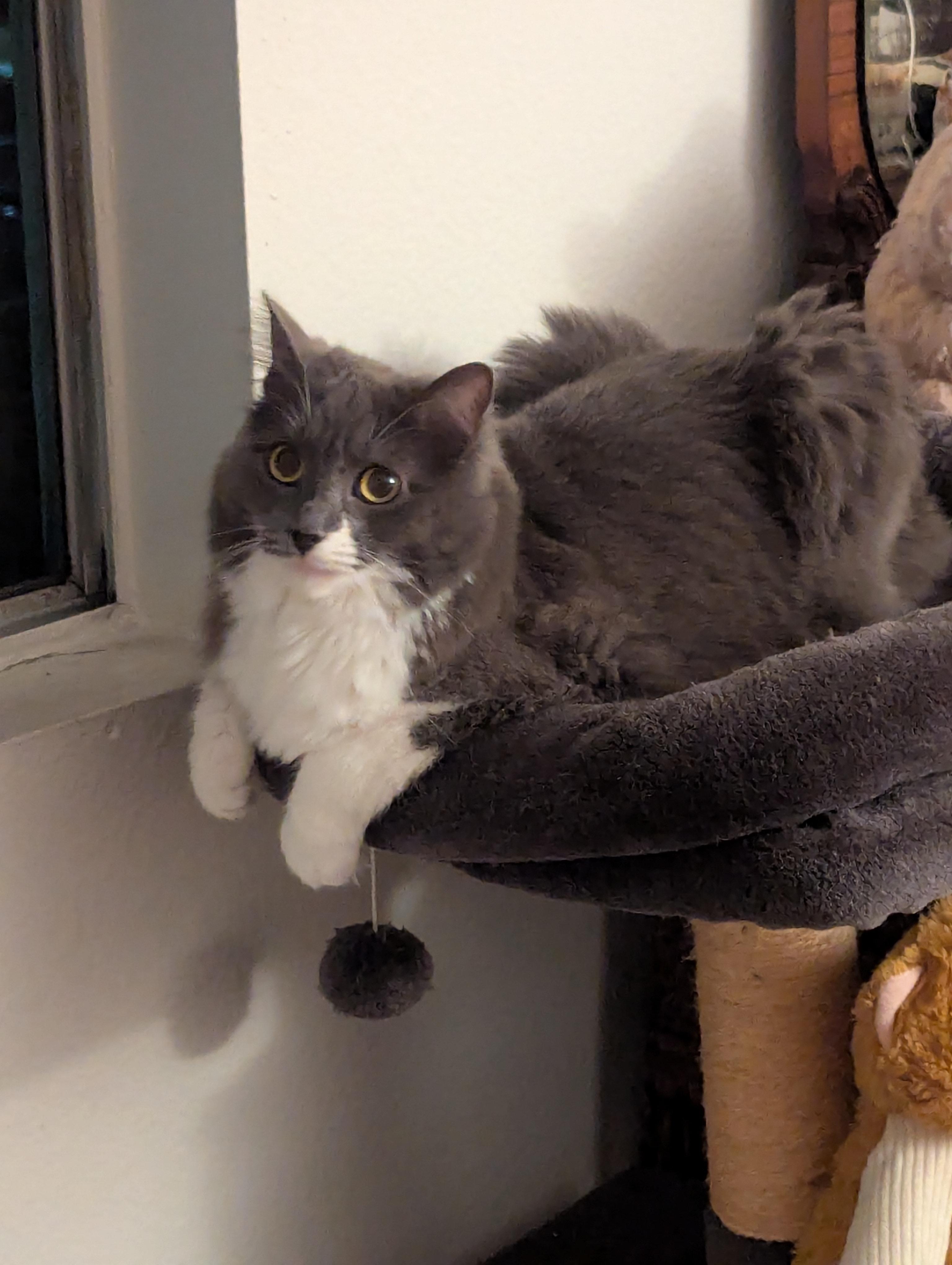 Sweetie - This diamond had it rough!, a Adoptable Domestic Medium Hair in Fountain Valley, CA image 5/6