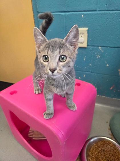 Felix, Adoptable, Kitten Male Domestic Short Hair & Domestic Short Hair.