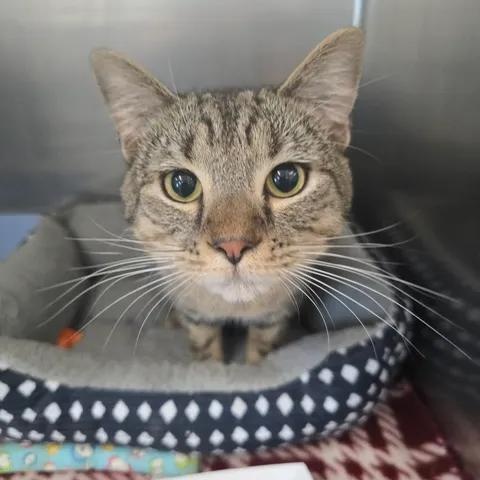Hiccup, adopted, Young Male Domestic Short Hair.