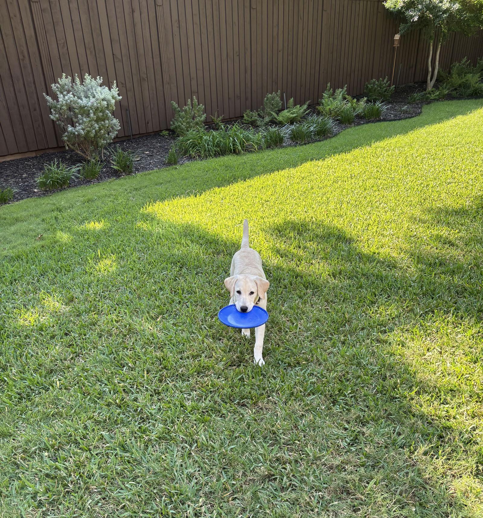 Enlarge Caper, a Adoptable Labrador Retriever image 1/3