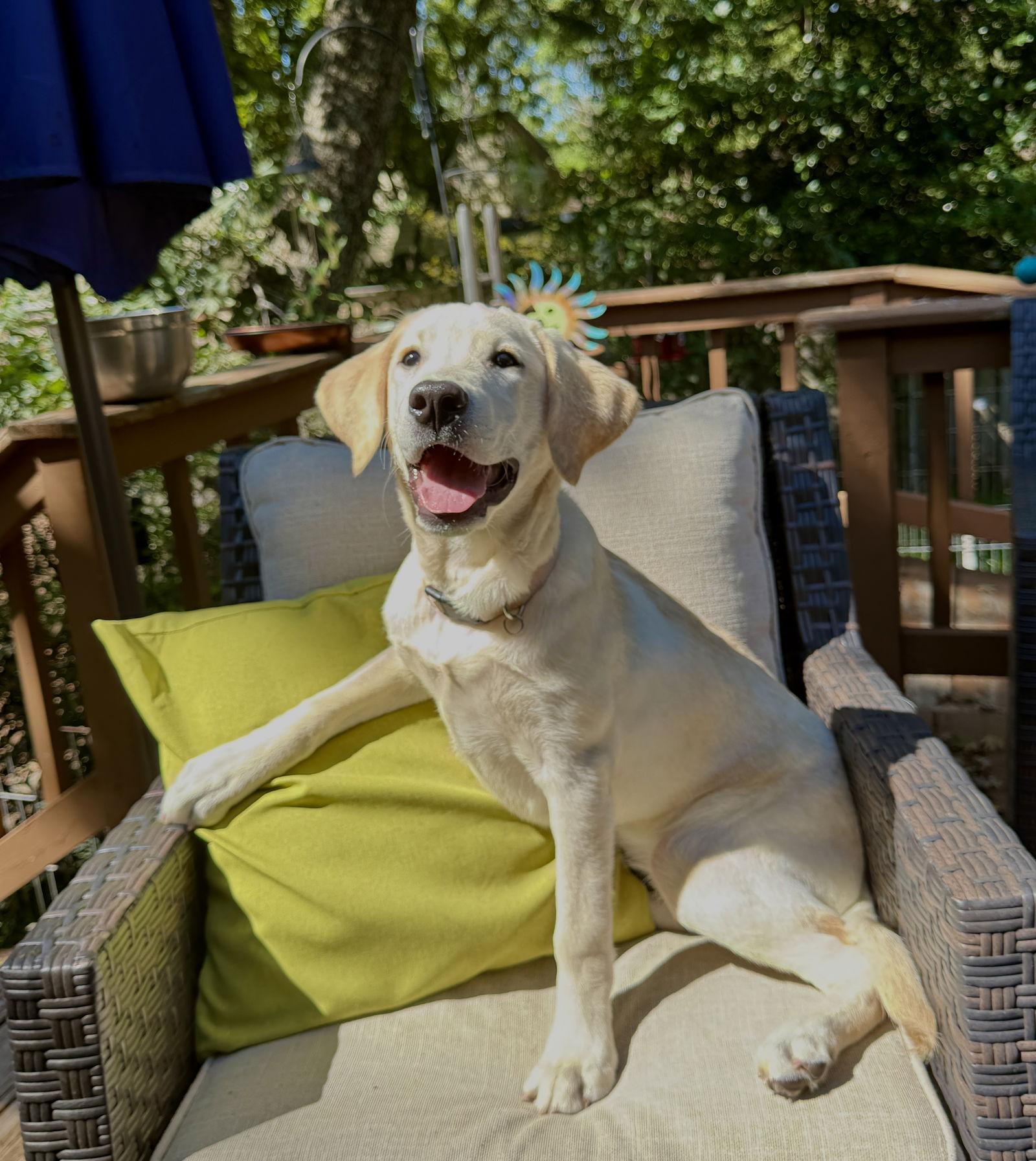 Enlarge Caper, a Adoptable Labrador Retriever image 2/3