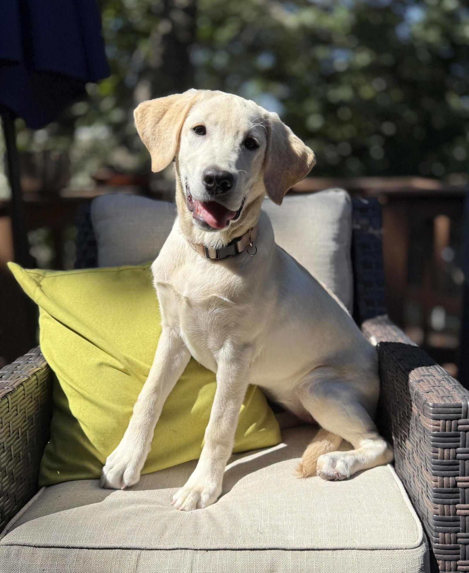 Enlarge Caper, a Adoptable Labrador Retriever image 3/3