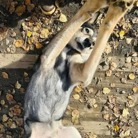 Chunk, ADOPTABLE, Senior Male Husky.