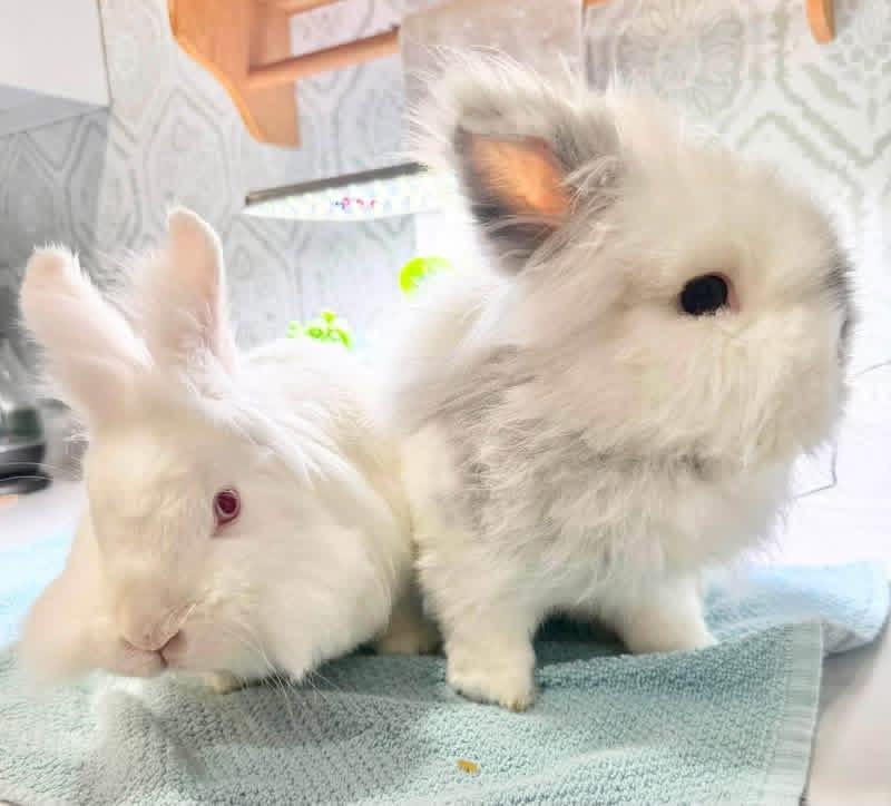 Yogurt and Gogurt, ADOPTABLE, Adult Female Lionhead.