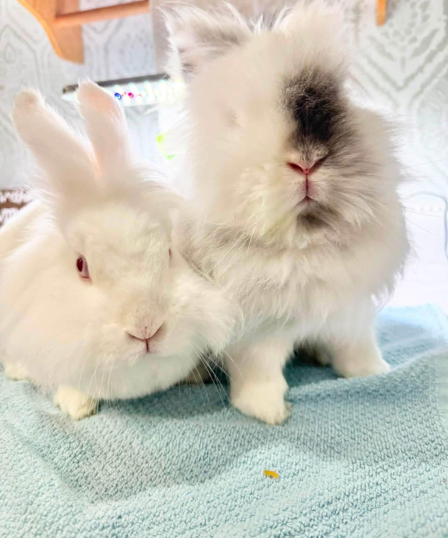 Yogurt and Gogurt, a ADOPTABLE Lionhead in St. Charles, MO image 4/4