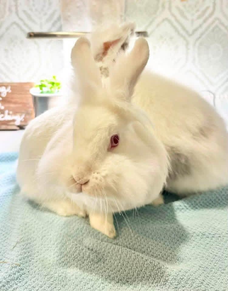 Yogurt and Gogurt, a ADOPTABLE Lionhead in St. Charles, MO image 3/4