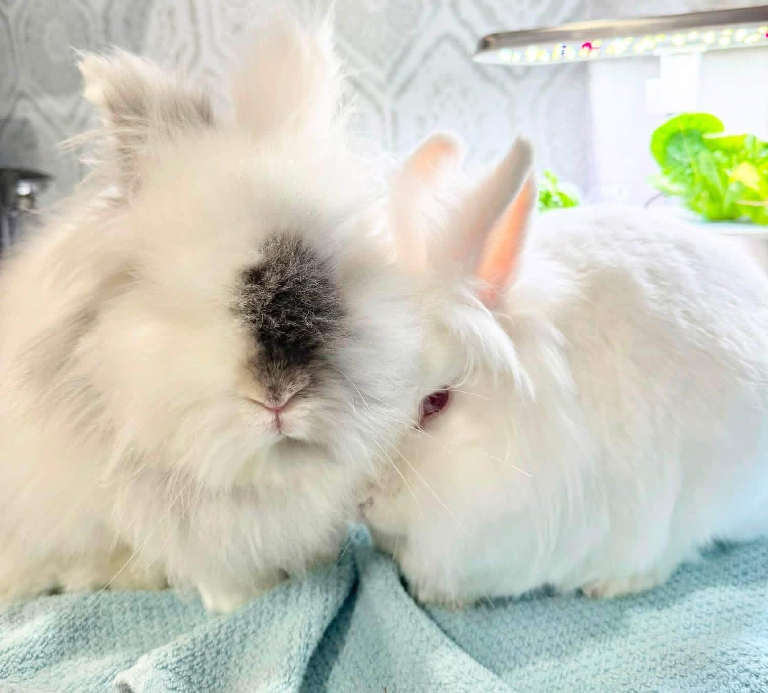 Yogurt and Gogurt, a ADOPTABLE Lionhead in St. Charles, MO image 2/4