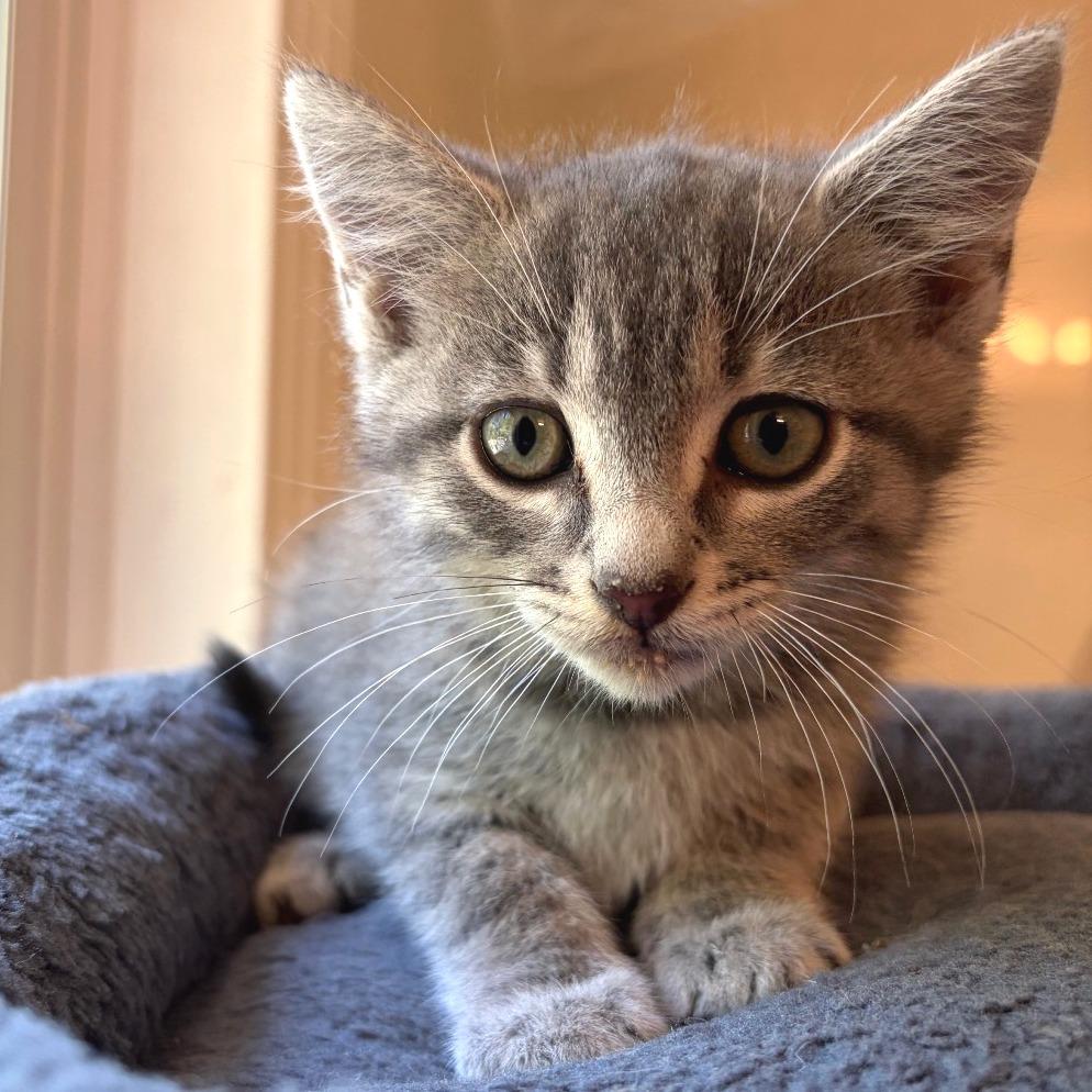 Munising, Adoptable, Kitten Female Domestic Short Hair.