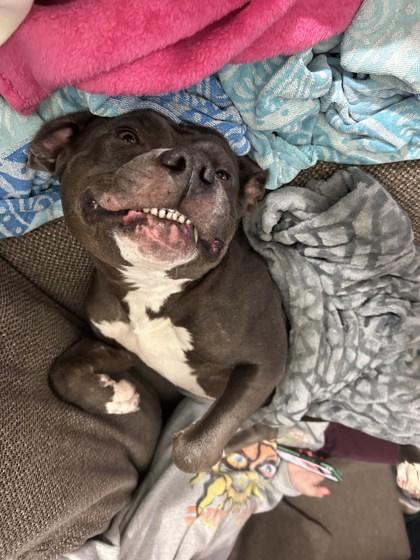 Dutchess, Adoptable, Adult Female Mixed Breed & Mixed Breed.