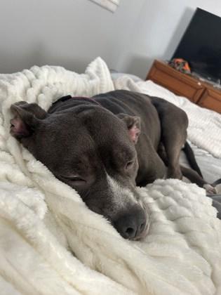 Dutchess, Adoptable, Adult Female Mixed Breed & Mixed Breed.