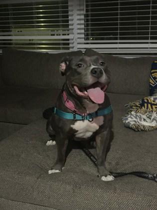 Enlarge Dutchess, a Adoptable Mixed Breed in New Castle, DE image 2/3