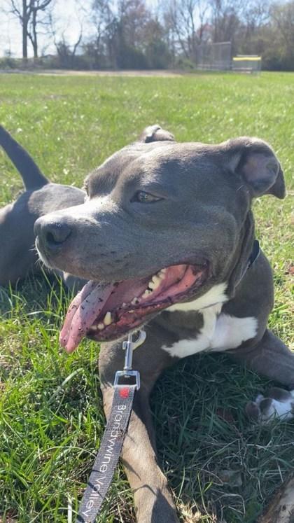 Dutchess, a Adoptable Mixed Breed in New Castle, DE image 2/3