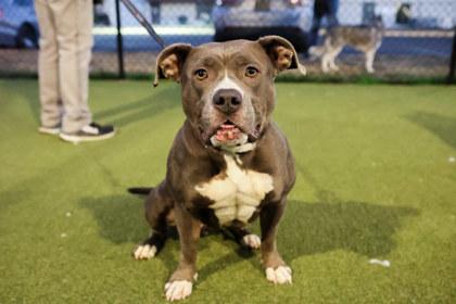 Enlarge Dutchess, a Adoptable Mixed Breed in New Castle, DE image 3/3