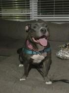 Enlarge Dutchess, a Adoptable Mixed Breed in New Castle, DE image 2/3